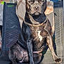 dog, black_dog, chain_collar, sitting, chair, sunlight, outdoor, patio, flip_flop, shelf, potted_plant, blanket, relaxed, pet, canine, furniture, daylight, backyard, resting, looking_at_camera