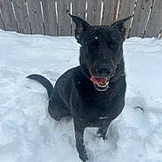 Chino is registered to the contest to win money with this photo: dog, black_dog, snow, winter, outdoor, fence, playful, tongue_out, closed_eyes, pet, canine, fur, animal, nature, cold, happy, sitting, daylight, background, wooden_fence