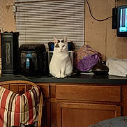 Baby joined the competition — help win amazing prizes! cat, white_cat, black_cat, chair, cushion, countertop, kitchen, window_blinds, household_items, purple_bag, wooden_cabinet, heater, air_fryer, table, indoor, pet, feline, curious, sitting, domestic