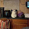 cat, white_cat, black_cat, chair, cushion, countertop, kitchen, window_blinds, household_items, purple_bag, wooden_cabinet, heater, air_fryer, table, indoor, pet, feline, curious, sitting, domestic