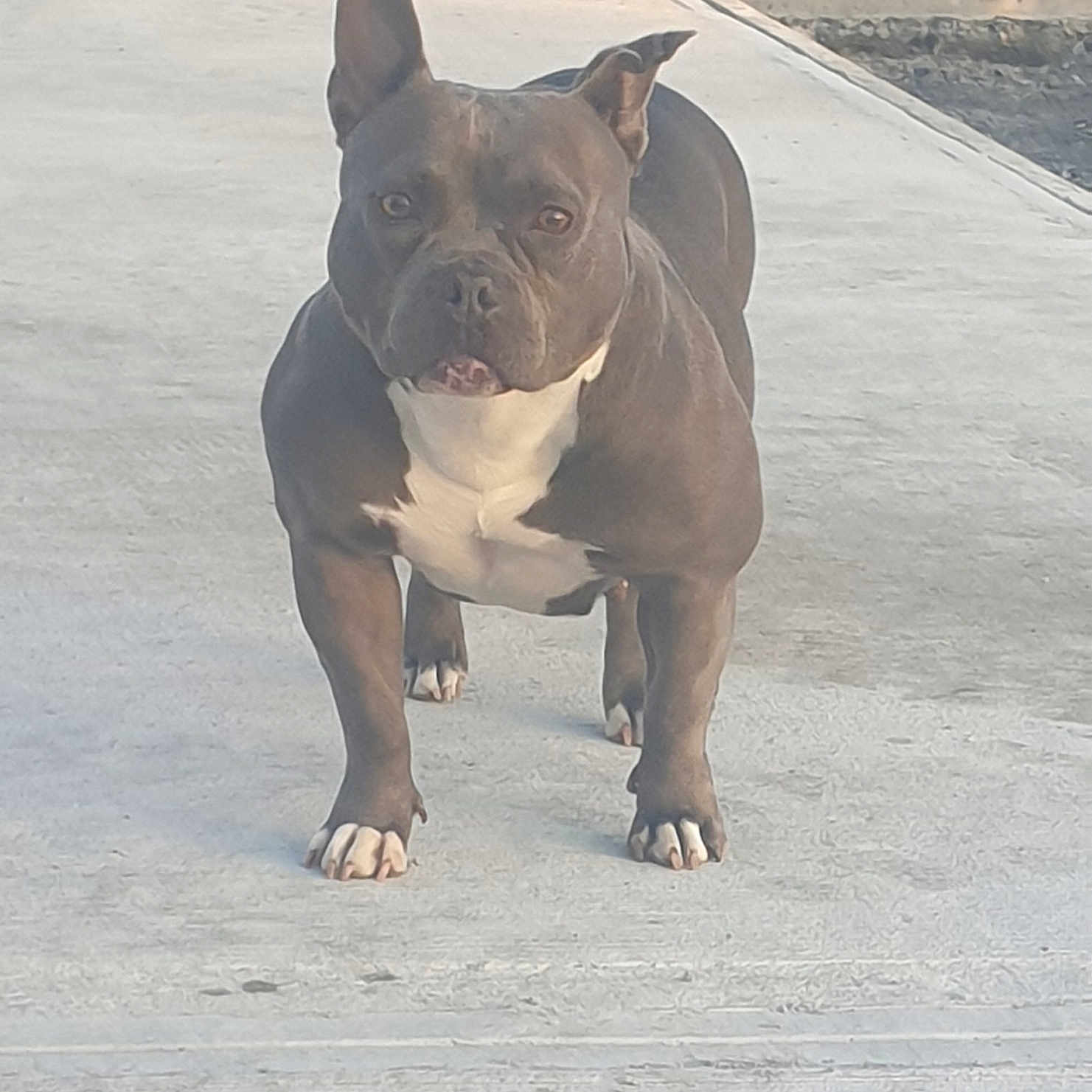 Ruby participe au concours pour gagner de l'argent avec cette photo : alert, alone, animal, brown, canine, concrete, daylight, dog, ears, muscular, outdoor, paws, pet, quiet, short_fur, sidewalk, standing, street, watchful, white_chest