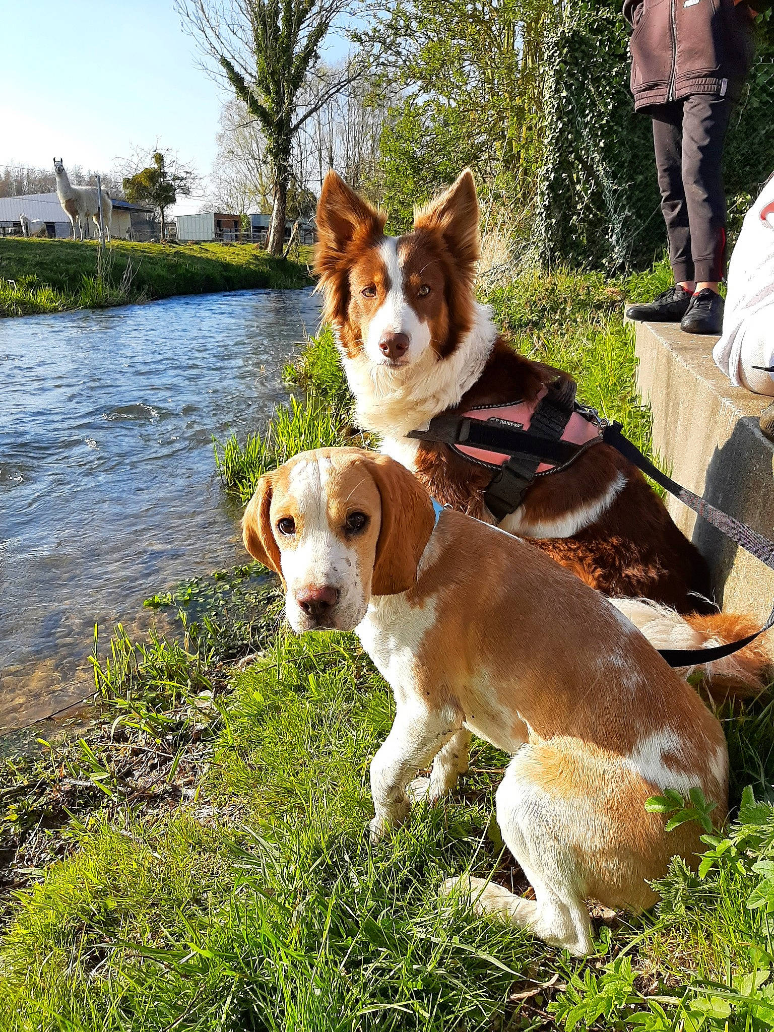 Raïka participe au concours pour gagner de l'argent avec cette photo : canidae, carnivore, chair, companion_dog, dog, dog_breed, fawn, grass, hound, lake, landscape, natural_landscape, plant, shorts, sky, tail, tree, water, working_animal, working_dog