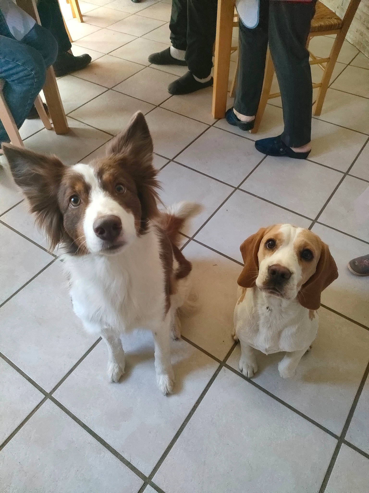 Raïka participe au concours pour gagner de l'argent avec cette photo : carnivore, chair, collar, companion_dog, dog, dog_breed, door, fawn, floor, flooring, leash, liver, scent_hound, snout, spaniel, tail, toy, toy_dog, vertebrate, wood