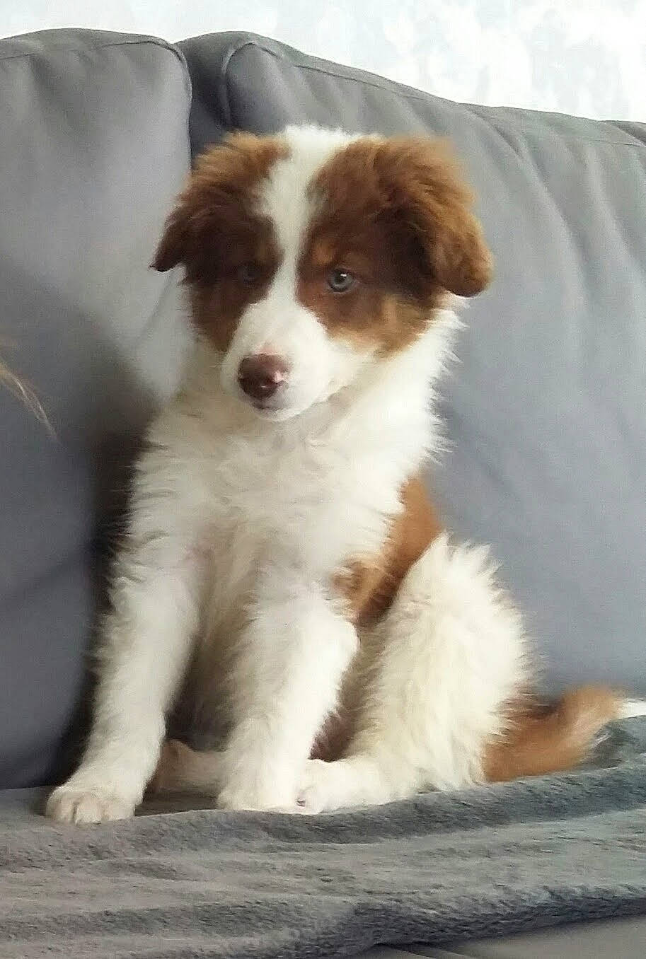 Maïla a rejoint le concours — aidez-le/la à gagner de superbes lots ! australian_collie, australian_shepherd, border_collie, bored, canidae, carnivore, companion_dog, dog, dog_breed, fur, gun_dog, herding_dog, sporting_group, terrestrial_animal, working_dog