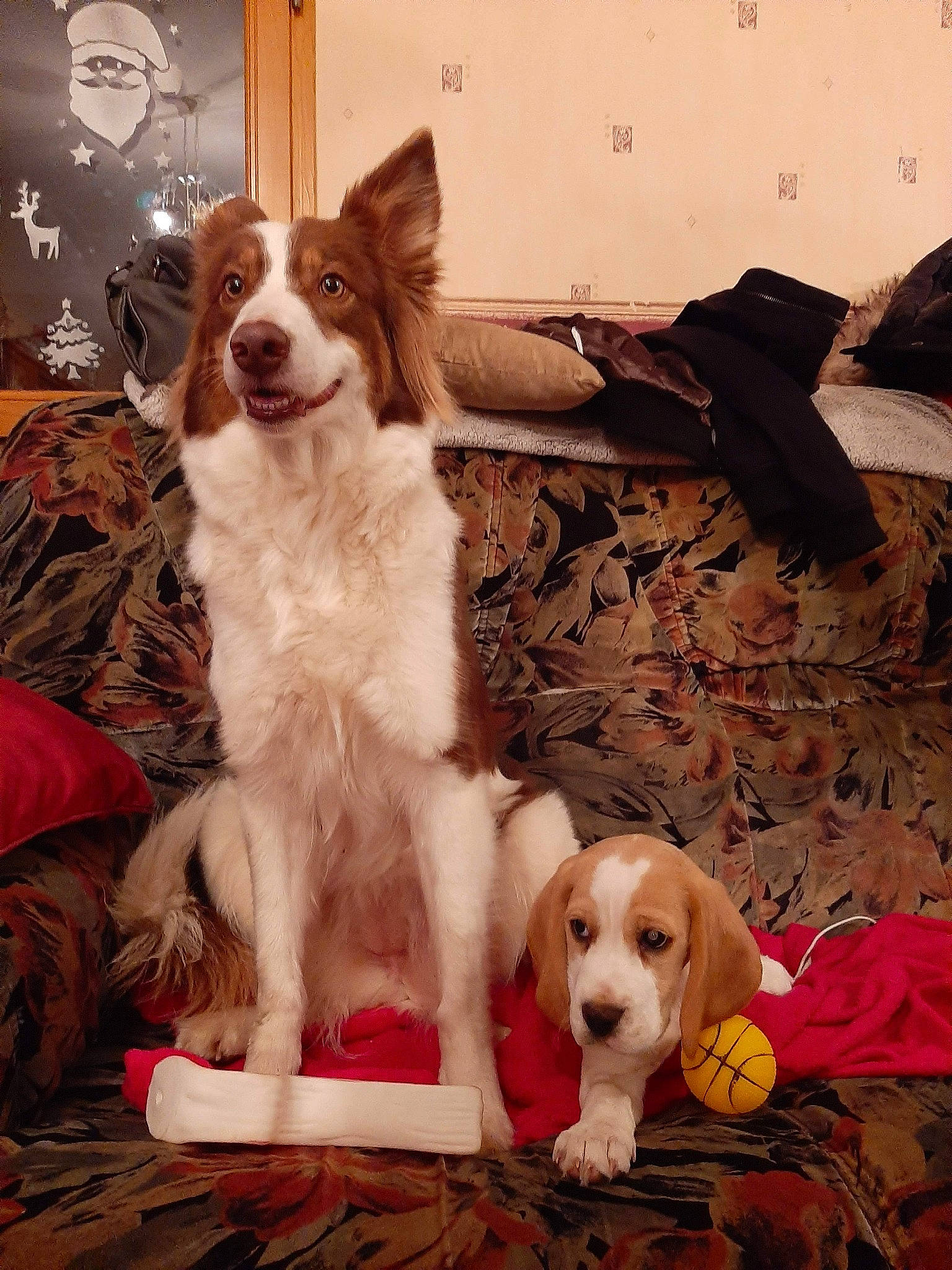 Maïla a rejoint le concours — aidez-le/la à gagner de superbes lots ! art, canidae, carnivore, companion_dog, dog, dog_breed, dog_supply, door, fawn, fur, gun_dog, liver, mammal, picture_frame, snout, sporting_group, toy, toy_dog, vertebrate, working_animal