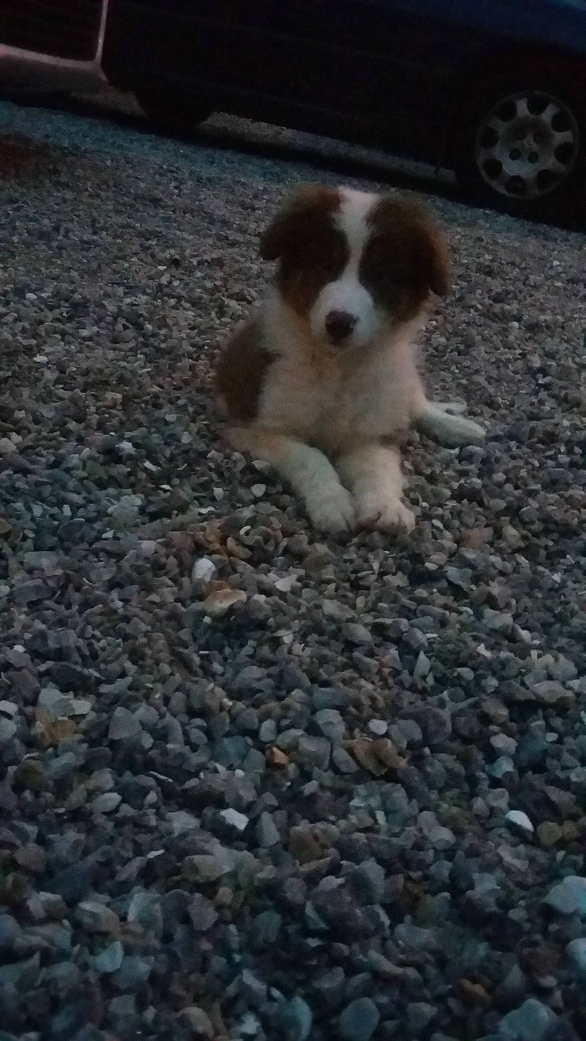 Maïla a rejoint le concours — aidez-le/la à gagner de superbes lots ! asphalt, automotive_tire, canidae, carnivore, companion_dog, dog, dog_breed, fawn, grass, pebble, road_surface, snout, soil, spaniel, sporting_group, tail, terrestrial_animal, tire, toy_dog, wheel