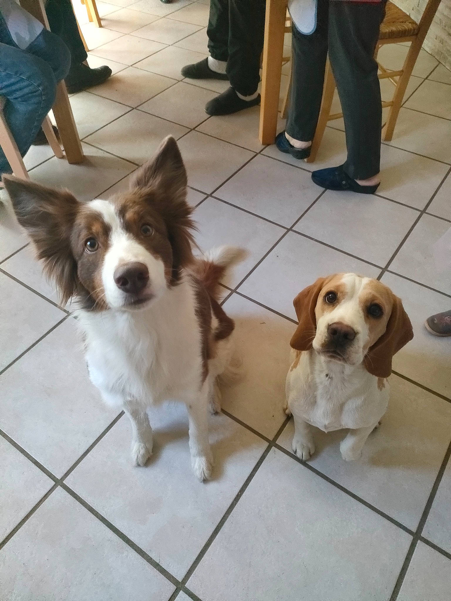 Maïla a rejoint le concours — aidez-le/la à gagner de superbes lots ! carnivore, chair, collar, companion_dog, dog, dog_breed, door, fawn, floor, flooring, leash, liver, mammal, scent_hound, snout, spaniel, tail, toy_dog, vertebrate, wood