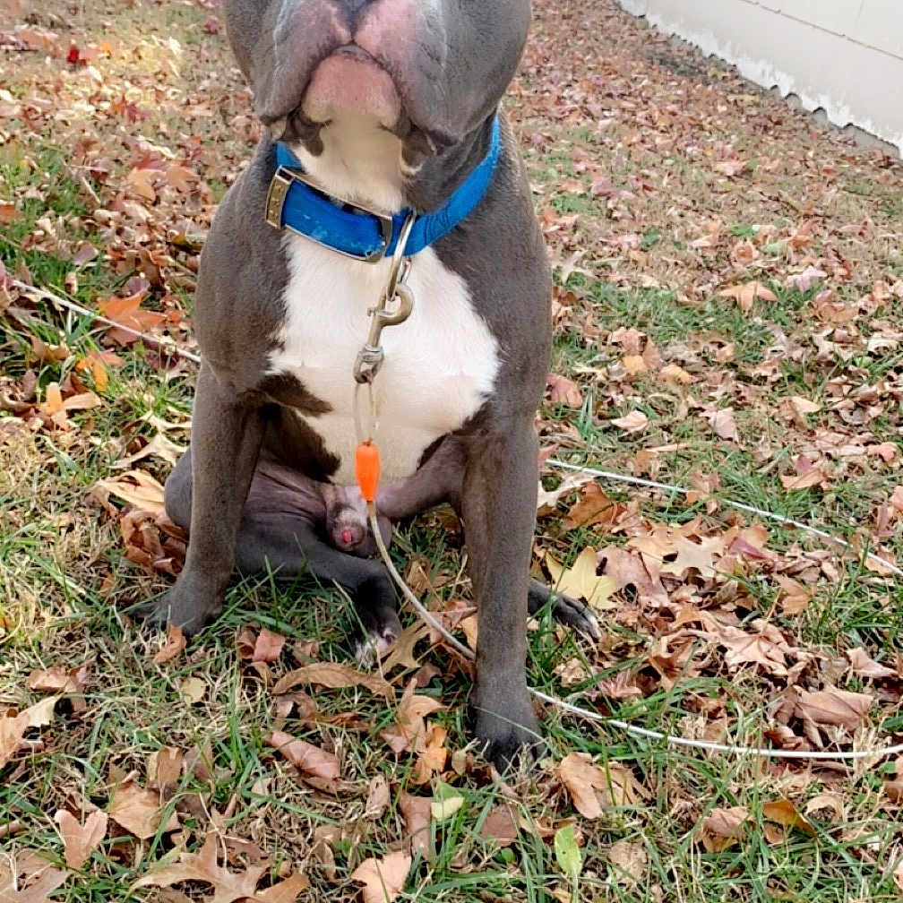 Zues