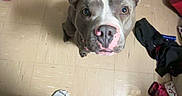 Zues joined the competition — help win amazing prizes! animal, cabinet, clothes, clutter, curious, dog, ears, floor, footwear, indoor, looking_up, pajama_pants, person, pet, pink_nose, pitbull, room, shoes, socks, tile_floor