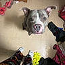 animal, cabinet, clothes, clutter, curious, dog, ears, floor, footwear, indoor, looking_up, pajama_pants, person, pet, pink_nose, pitbull, room, shoes, socks, tile_floor