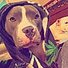 Zues is registered to the contest to win money with this photo: animal, bed, blanket, brown, canine, comfort, companion, cute, decor, dog, furniture, hood, indoor, pet, portrait, poster, relaxed, resting, wall_art, white
