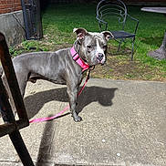 Zues is registered to the contest to win money with this photo: alert, animal, backyard, brick_wall, collar, concrete, dog, fence, grass, leash, metal_chair, nature, night, outdoor, pavement, pet, shadow, side_view, table, walk