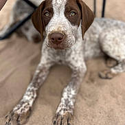 Tank is registered to the contest to win money with this photo: dog, puppy, brown, white, speckled, lying, sand, outdoor, animal, pet, canine, closeup, face, ears, paws, nose, eyes, furniture, blurred_background, resting
