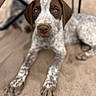 Tank is registered to the contest to win money with this photo: animal, blurred_background, brown, canine, closeup, dog, ears, eyes, face, furniture, lying, nose, outdoor, paws, pet, puppy, resting, sand, speckled, white