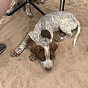 Tank is registered to the contest to win money with this photo: animal, brown, canine, casual, chair, dog, folding_chair, footwear, human_leg, nature, outdoor, pet, puppy, relaxed, resting, sand, speckled, spot, white, young_dog
