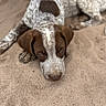 Tank joined the competition — help win amazing prizes! animal, brown, canine, close_up, cute, dog, ears, face, fur, lying_down, nostrils, outdoor, paw, pet, puppy, relaxed, resting, sand, spotted, white