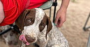 Tank joined the competition — help win amazing prizes! animal, blue_shirt, brown_and_white, canine, casual_clothing, cute, dog, outdoor, person, pet, playful, puppy, red_shorts, resting, sand, sitting, speckled, summer, tongue_out, young_dog