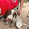 animal, blue_shirt, brown_and_white, canine, casual_clothing, cute, dog, outdoor, person, pet, playful, puppy, red_shorts, resting, sand, sitting, speckled, summer, tongue_out, young_dog