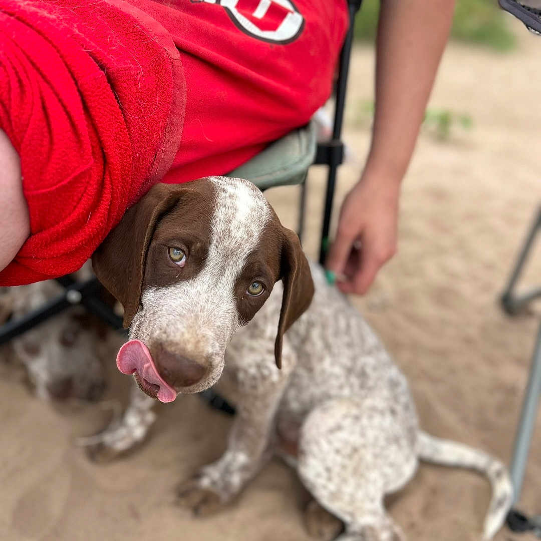 Tank joined the competition — help win amazing prizes! animal, blue_shirt, brown_and_white, canine, casual_clothing, cute, dog, outdoor, person, pet, playful, puppy, red_shorts, resting, sand, sitting, speckled, summer, tongue_out, young_dog