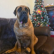 Dakari joined the competition — help win amazing prizes! dog, brown_dog, large_dog, couch, blanket, christmas_tree, ornaments, owl_ornament, holiday_decor, living_room, furniture, indoor, pet, tongue_out, seated, cozy, festive, decorations, wooden_floor, relaxed