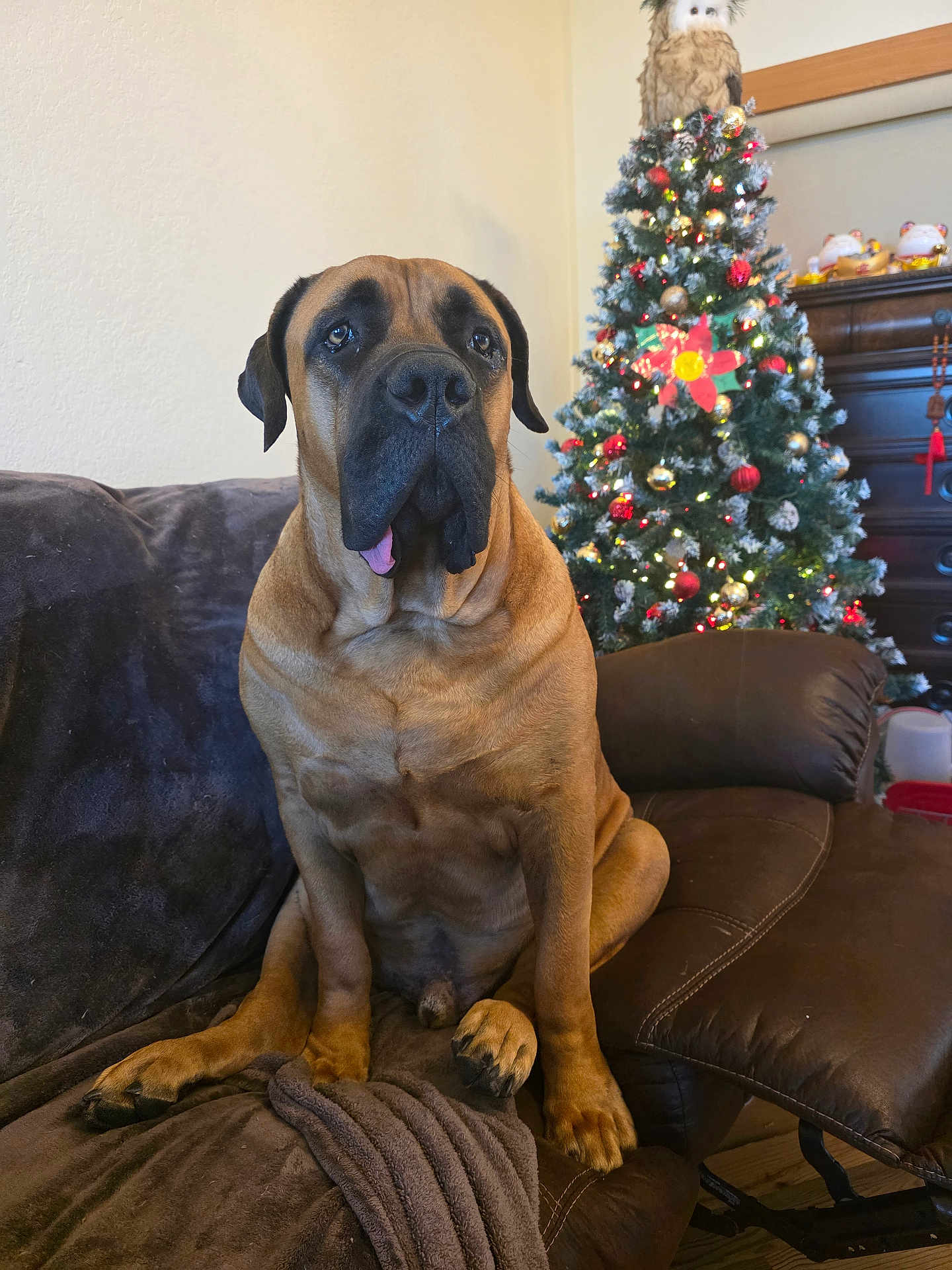 Dakari joined the competition — help win amazing prizes! dog, brown_dog, large_dog, couch, blanket, christmas_tree, ornaments, owl_ornament, holiday_decor, living_room, furniture, indoor, pet, tongue_out, seated, cozy, festive, decorations, wooden_floor, relaxed