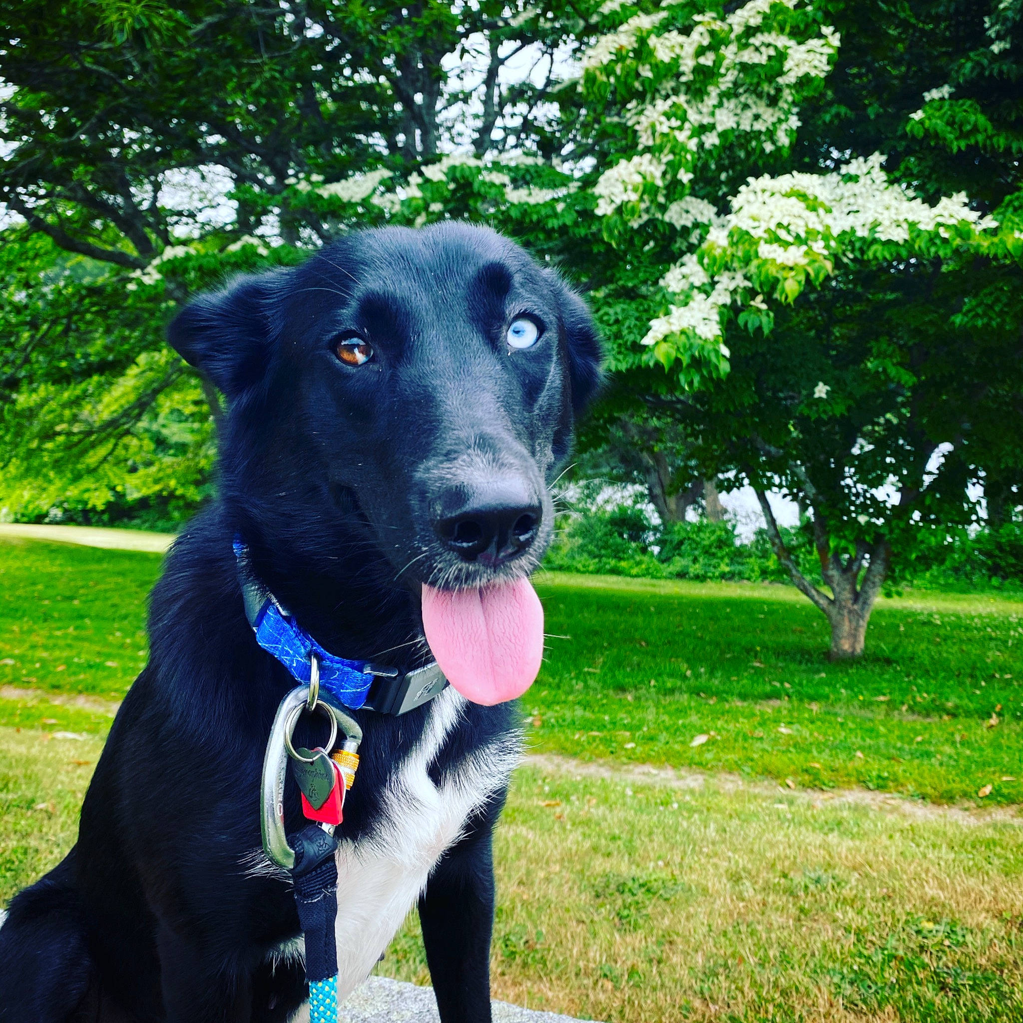 Seraphina joined the competition — help win amazing prizes! borador, canidae, carnivore, collar, companion_dog, dog, dog_breed, dog_collar, dog_supply, electric_blue, grass, leash, personal_protective_equipment, pet_supply, plant, snout, sporting_group, tail, tree, working_animal