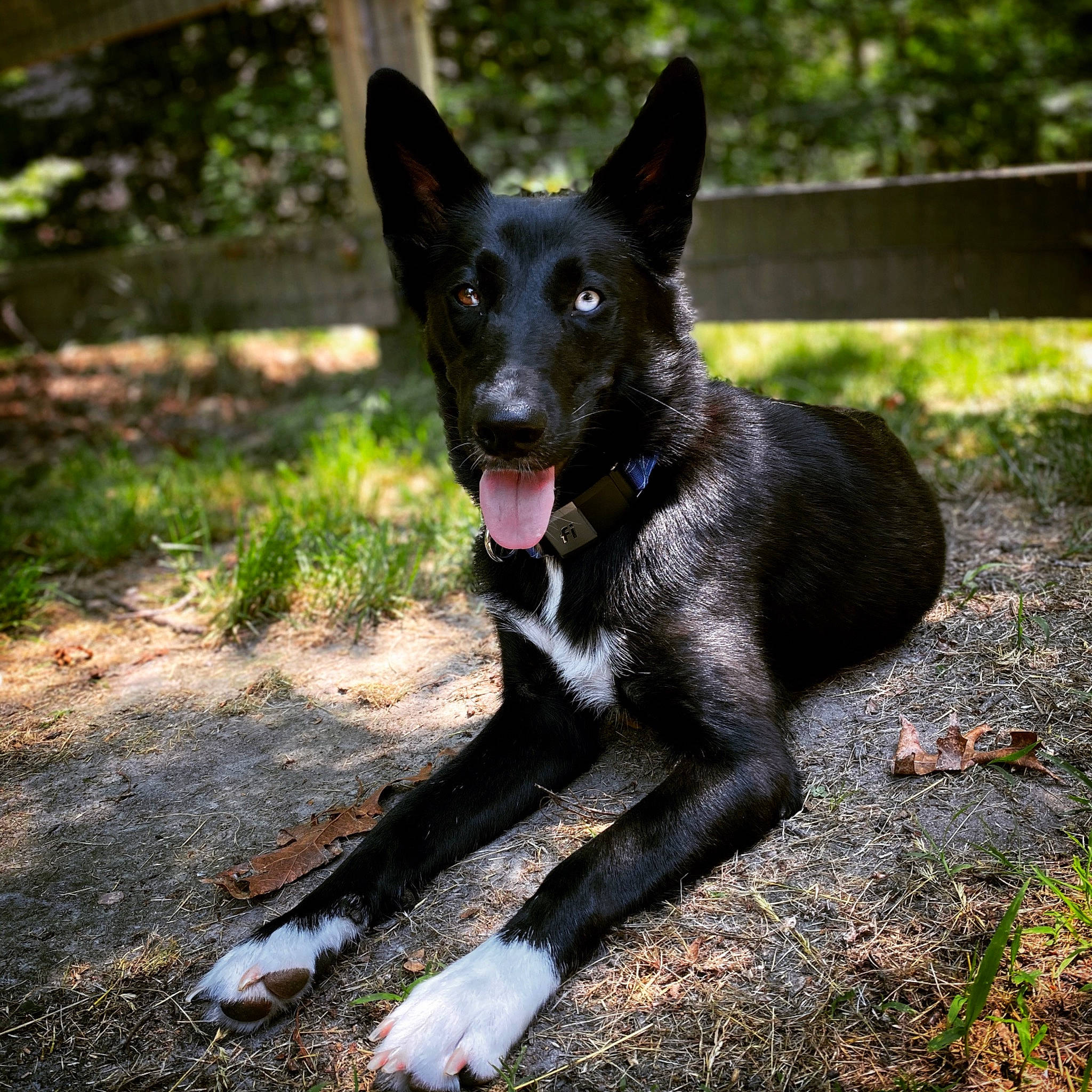 Seraphina is registered to the contest to win money with this photo: black_norwegian_elkhound, borador, canidae, carnivore, companion_dog, dog, dog_breed, fence, grass, herding_dog, hunting_dog, non_sporting_group, plant, snout, sporting_group, tail, terrestrial_animal, tree, working_animal, working_dog