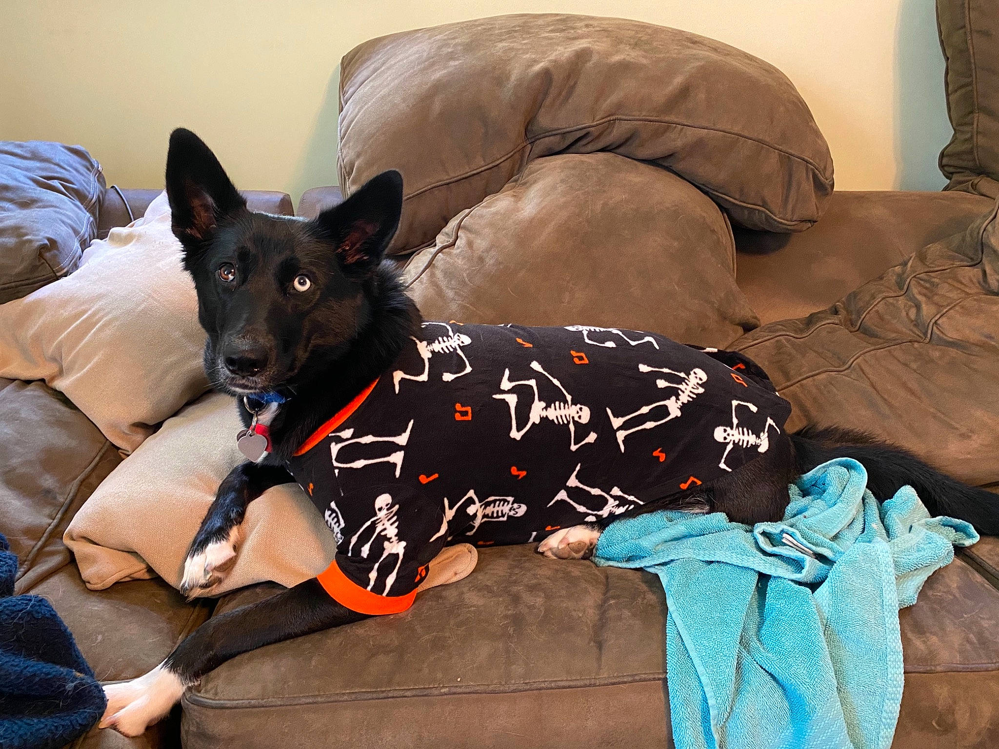 Seraphina joined the competition — help win amazing prizes! art, bed, canidae, carnivore, comfort, companion_dog, couch, dog, dog_breed, dog_clothes, dog_supply, fawn, fur, guard_dog, linens, sitting, sporting_group, studio_couch, toy_dog, working_animal