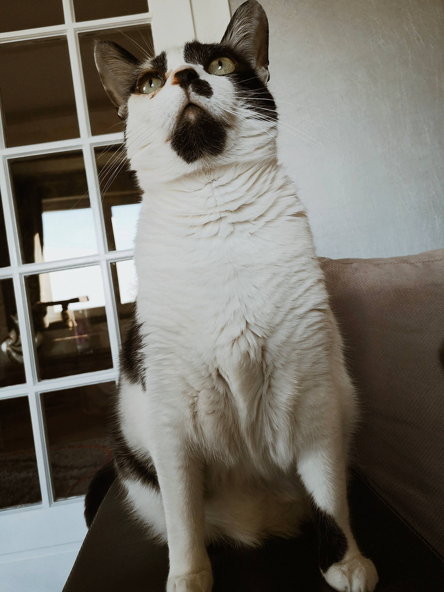 Manga a rejoint le concours — aidez-le/la à gagner de superbes lots ! balinese, black_and_white, carnivore, cat, felidae, japanese_bobtail, mammal, small_to_medium_sized_cats, snout, tail, whiskers