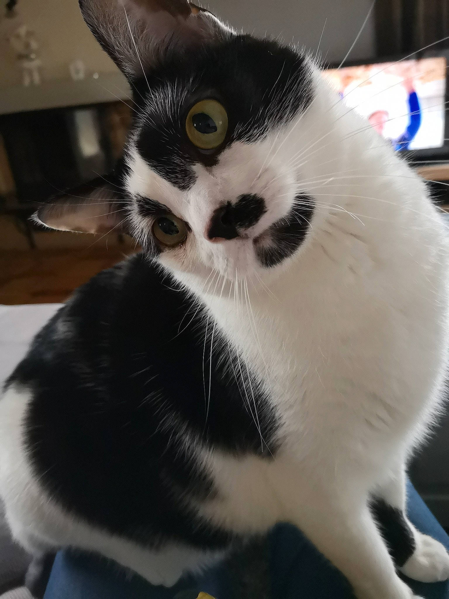 Manga participe au concours pour gagner de l'argent avec cette photo : american_wirehair, black_and_white, carnivore, cat, felidae, fur, japanese_bobtail, small_to_medium_sized_cats, snout, whiskers