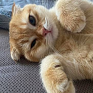 Oslo a rejoint le concours — aidez-le/la à gagner de superbes lots ! cat, orange_tabby, feline, pet, whiskers, paws, fur, relaxed, sleepy, cute, closeup, indoors, cozy, animal, mammal, texture, resting, soft, adorable, lying_down