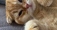 Oslo a rejoint le concours — aidez-le/la à gagner de superbes lots ! adorable, animal, cat, closeup, cozy, cute, feline, fur, indoors, lying_down, mammal, orange_tabby, paws, pet, relaxed, resting, sleepy, soft, texture, whiskers