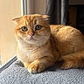 animal, cat, cozy, curtain, cute, ears, feline, ginger_cat, indoor, pet, portrait, relaxed, resting, scottish_fold, soft_texture, sunlight, tail, towel, whiskers, window