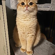 Oslo a rejoint le concours — aidez-le/la à gagner de superbes lots ! alert, animal, cat, cozy, curious, cute, domestic_cat, feline, fluffy, fur, indoor, mammal, orange_cat, paws, pet, platform, sitting, soft, whiskers, wide_eyes