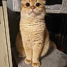 alert, animal, cat, cozy, curious, cute, domestic_cat, feline, fluffy, fur, indoor, mammal, orange_cat, paws, pet, platform, sitting, soft, whiskers, wide_eyes