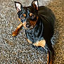 dog, miniature_pinscher, pet, animal, carpet, lying_down, black_and_tan, ears, eyes, fur, indoor, portrait, looking_at_camera, cute, small_dog, canine, mammal, companion, alert, domestic_animal
