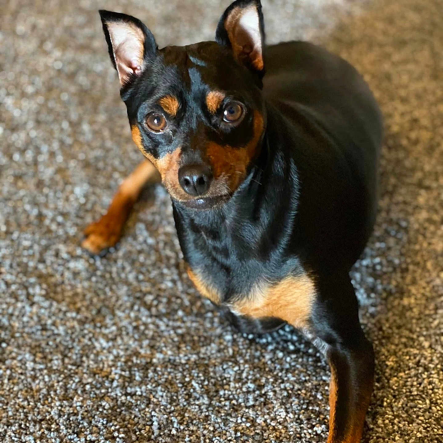 Joann Panozzo joined the competition — help win amazing prizes! alert, animal, black_and_tan, canine, carpet, companion, cute, dog, domestic_animal, ears, eyes, fur, indoor, looking_at_camera, lying_down, mammal, miniature_pinscher, pet, portrait, small_dog