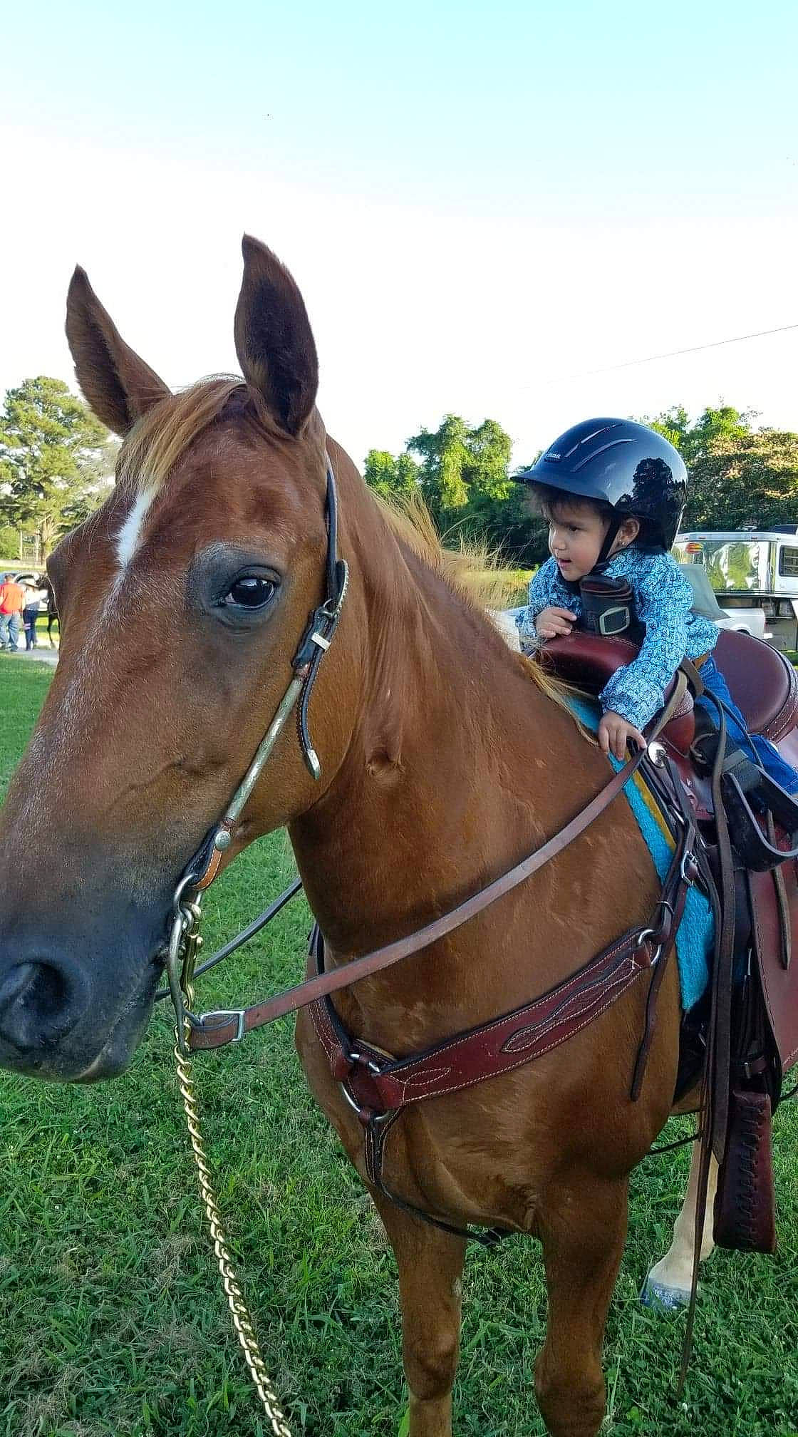 Rebecca is registered to the contest to win money with this photo: bit, bridle, equestrian_helmet, equestrian_sport, equestrianism, halter, helmet, horse, horse_supplies, horse_tack, landscape, liver, mammal, mane, person, rein, saddle, sky, tree, vertebrate