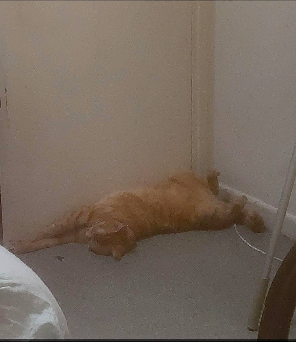 Sisi participe au concours pour gagner de l'argent avec cette photo : bathroom, canidae, carnivore, cat, comfort, dog_breed, felidae, floor, flooring, hardwood, plumbing, room, small_to_medium_sized_cats, sporting_group, tail, terrestrial_animal