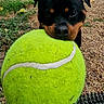 dog, puppy, rottweiler, tennis_ball, grass, gravel, outdoor, pet, animal, playing, closeup, black, brown, cute, snout, ears, nature, fun, toy, mouth