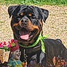 rottweiler, dog, bandana, green, tongue_out, outdoor, garden, flowers, gnome, sunlight, happy, pet, grass, plants, animal, closeup, nature, smiling, collar, playful