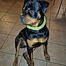 dog, rottweiler, indoor, tile_floor, collar, pet, animal, sitting, brown, black, furniture, floor, canine, looking_sideways, domestic, mammal, alert, house, companion, curious
