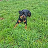 dog, rottweiler, grass, outdoor, field, fence, greenery, canine, animal, pet, nature, sky, tree, collar, lying_down, watchful, daytime, rural, calm, landscape