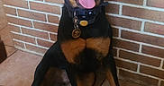 Harley a rejoint le concours — aidez-le/la à gagner de superbes lots ! dog, rottweiler, pet, animal, sitting, tongue_out, happy, indoor, brick_wall, tile_floor, collar, cute, friendly, canine, paw, fur, alert, companion, smiling, domestic