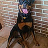 dog, rottweiler, pet, animal, sitting, tongue_out, happy, indoor, brick_wall, tile_floor, collar, cute, friendly, canine, paw, fur, alert, companion, smiling, domestic