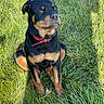 rottweiler, puppy, dog, grass, outdoor, collar, pet, canine, animal, young, sunlight, shadow, nature, sitting, fur, black, brown, alert, cute, portrait