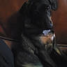 dog, pet, indoor, leather_couch, black_dog, tan_markings, collar, relaxed, seated, animal, domestic_animal, furniture, brown, canine, companion, home, quiet, calm, portrait, shadow
