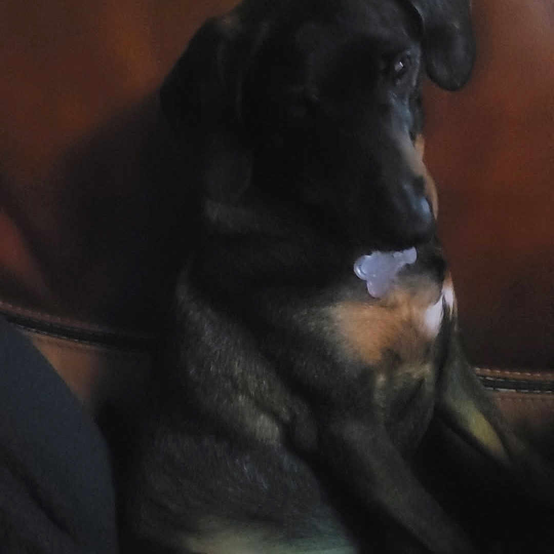 Otis