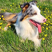 Tesco a rejoint le concours — aidez-le/la à gagner de superbes lots ! animal, canine, daytime, dog, ears, field, fur, grass, greenery, happy, laying_down, muzzle, nature, outdoor, pet, relaxed, summer, sunlight, tongue_out, yellow_flowers