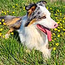 animal, canine, daytime, dog, ears, field, fur, grass, greenery, happy, laying_down, muzzle, nature, outdoor, pet, relaxed, summer, sunlight, tongue_out, yellow_flowers